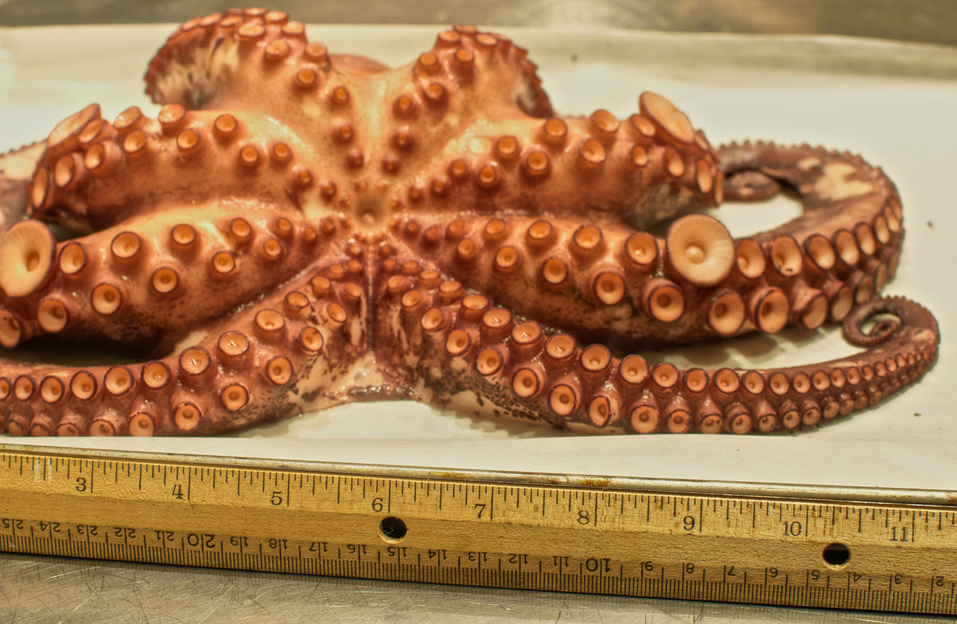 Large Cooked Octopus