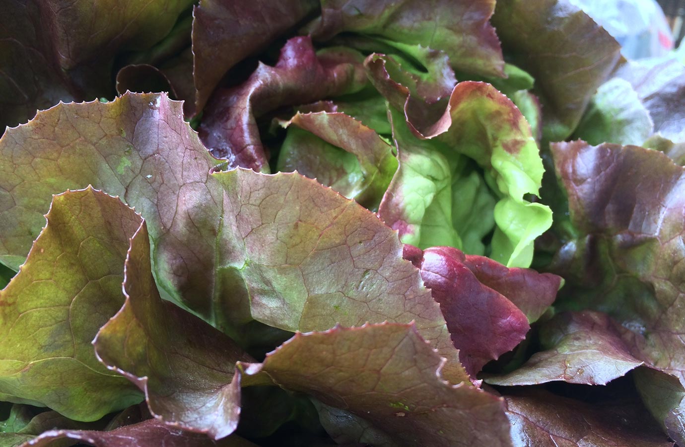 Marigold Hill Organics Lettuce 1