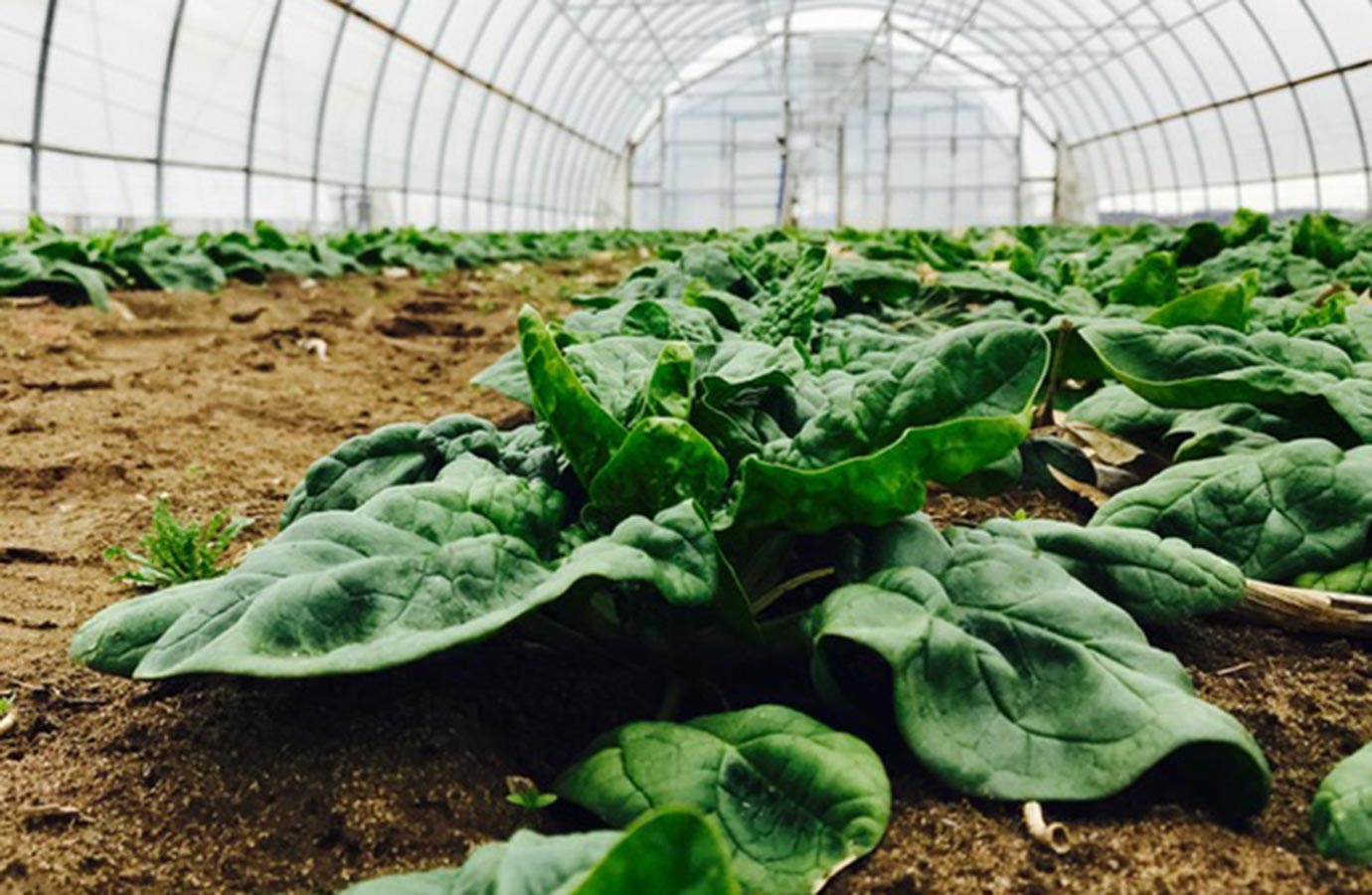 Equal Parts Tomato Mountain Spinach