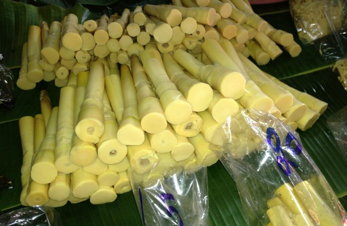Asia - Bamboo