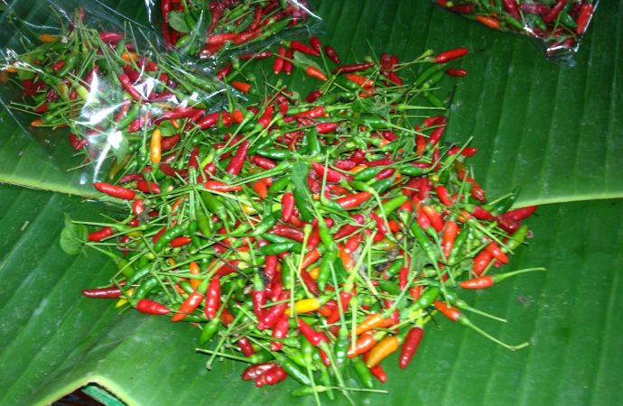 Asia - Chilis