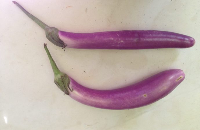 Chinese Eggplant
