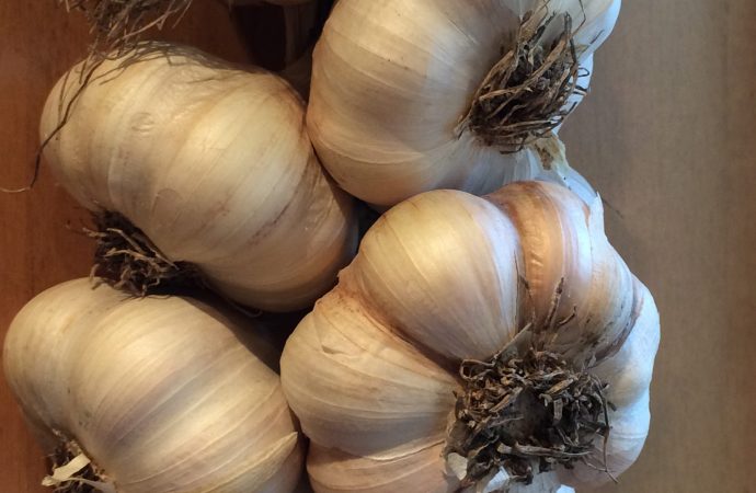 Garlic