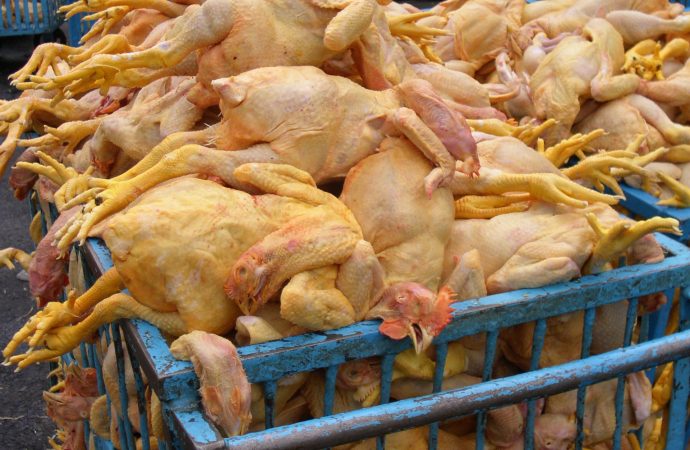 Mexico - Cart of Chicken