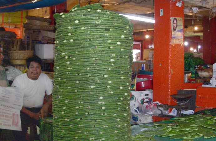 Mexico - Cactus Paddles
