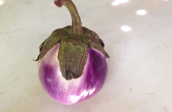Rosa Bianca