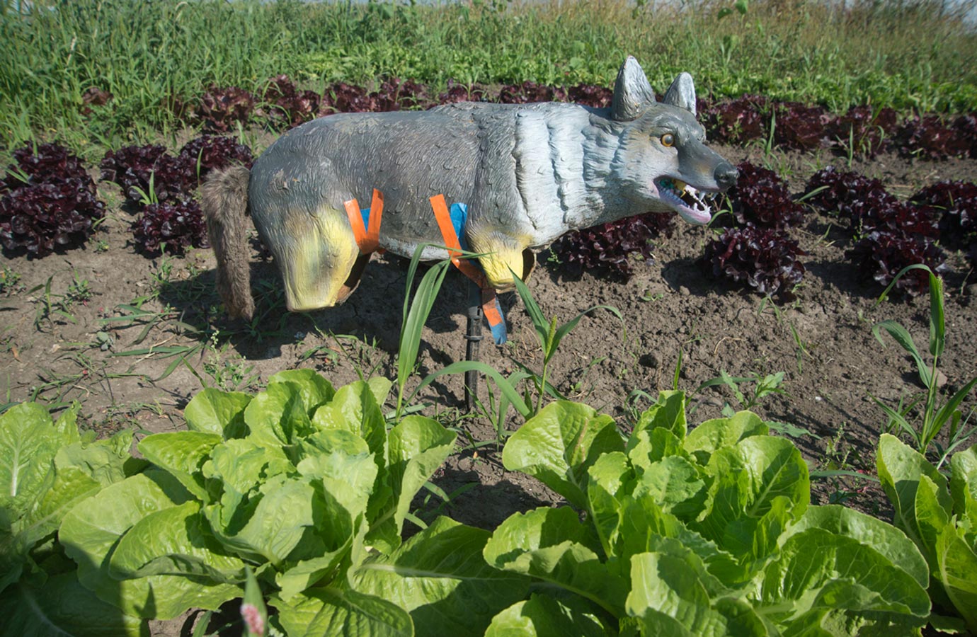 Marigold Hill Organics Farm 8