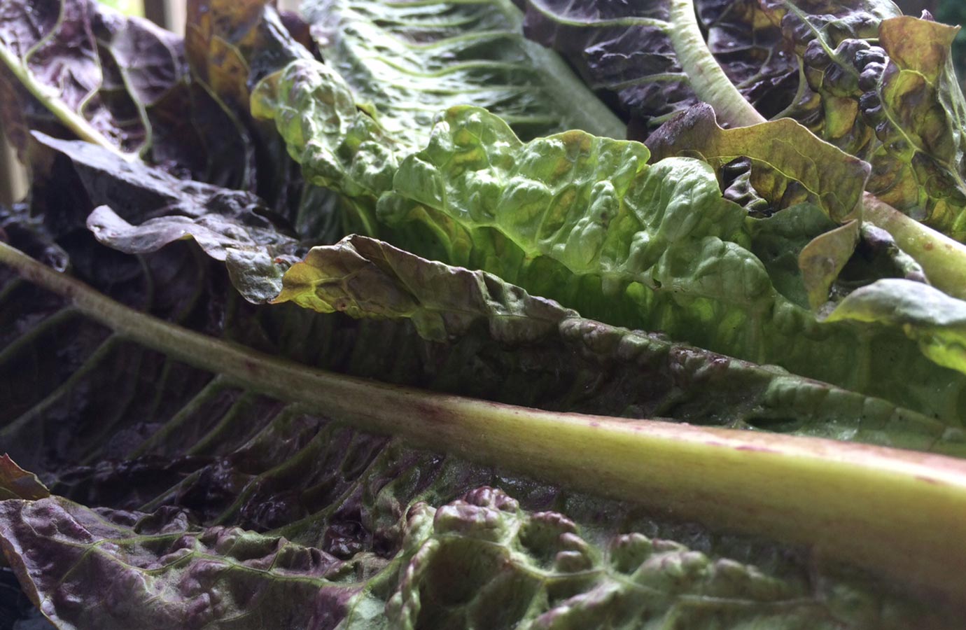 Marigold Hill Organics Produce 4