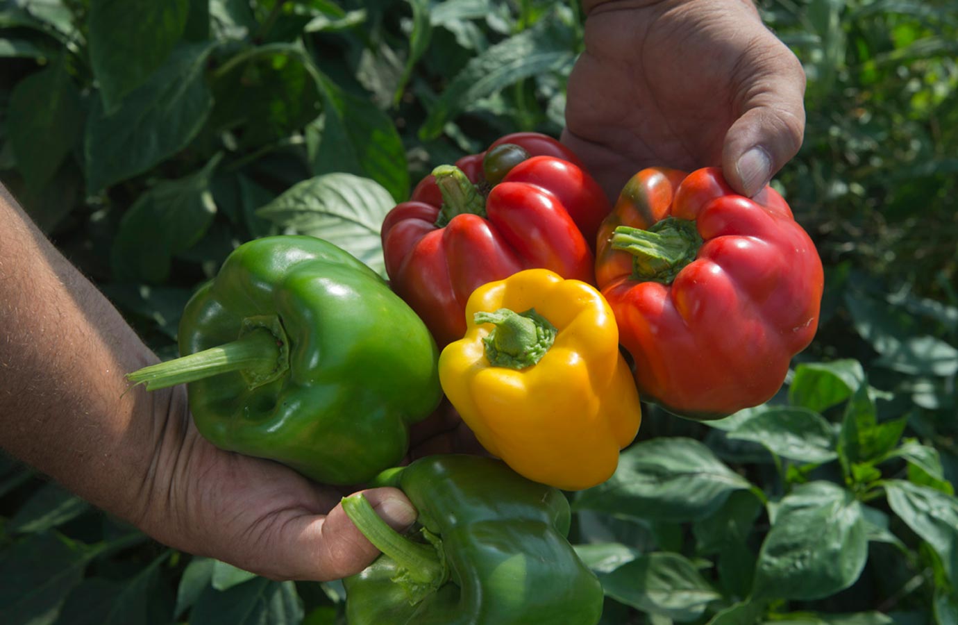 Marigold Hill Organics Produce 1