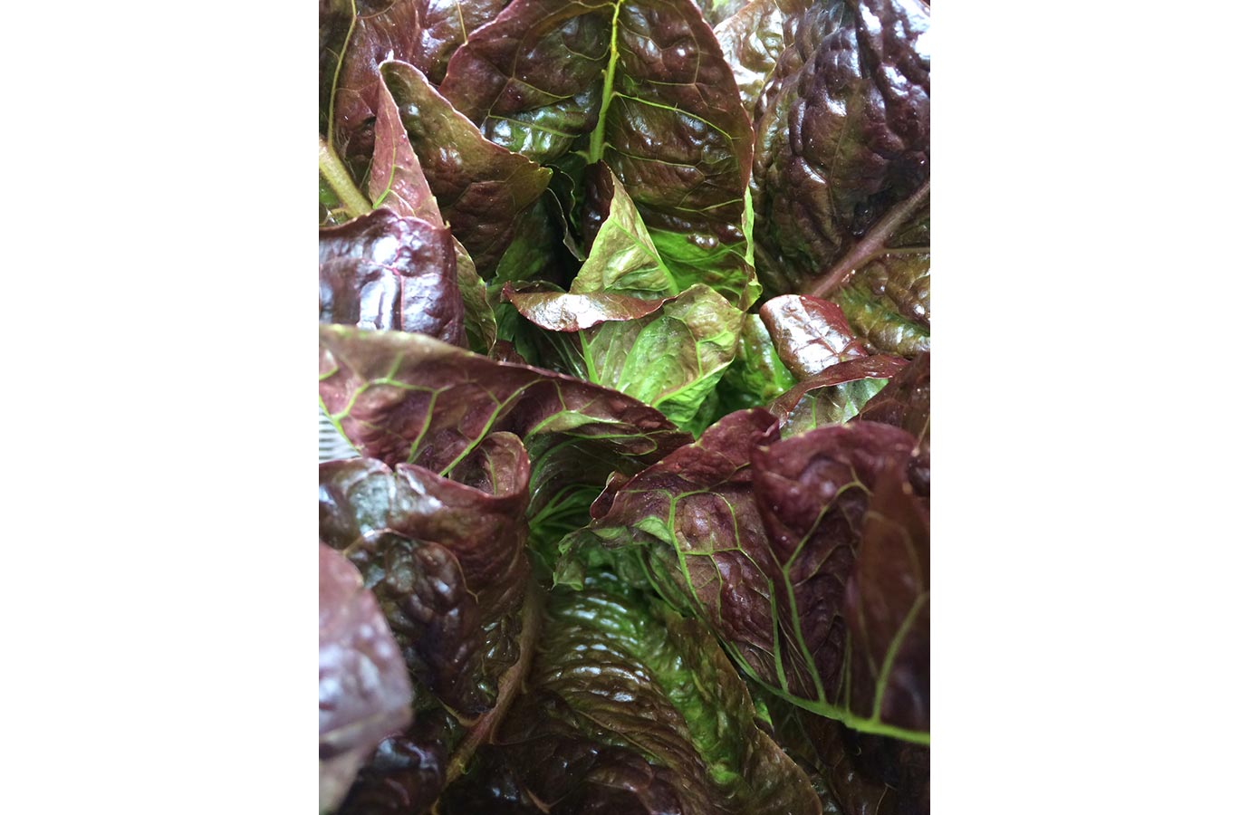 Marigold Hill Organics Produce 2