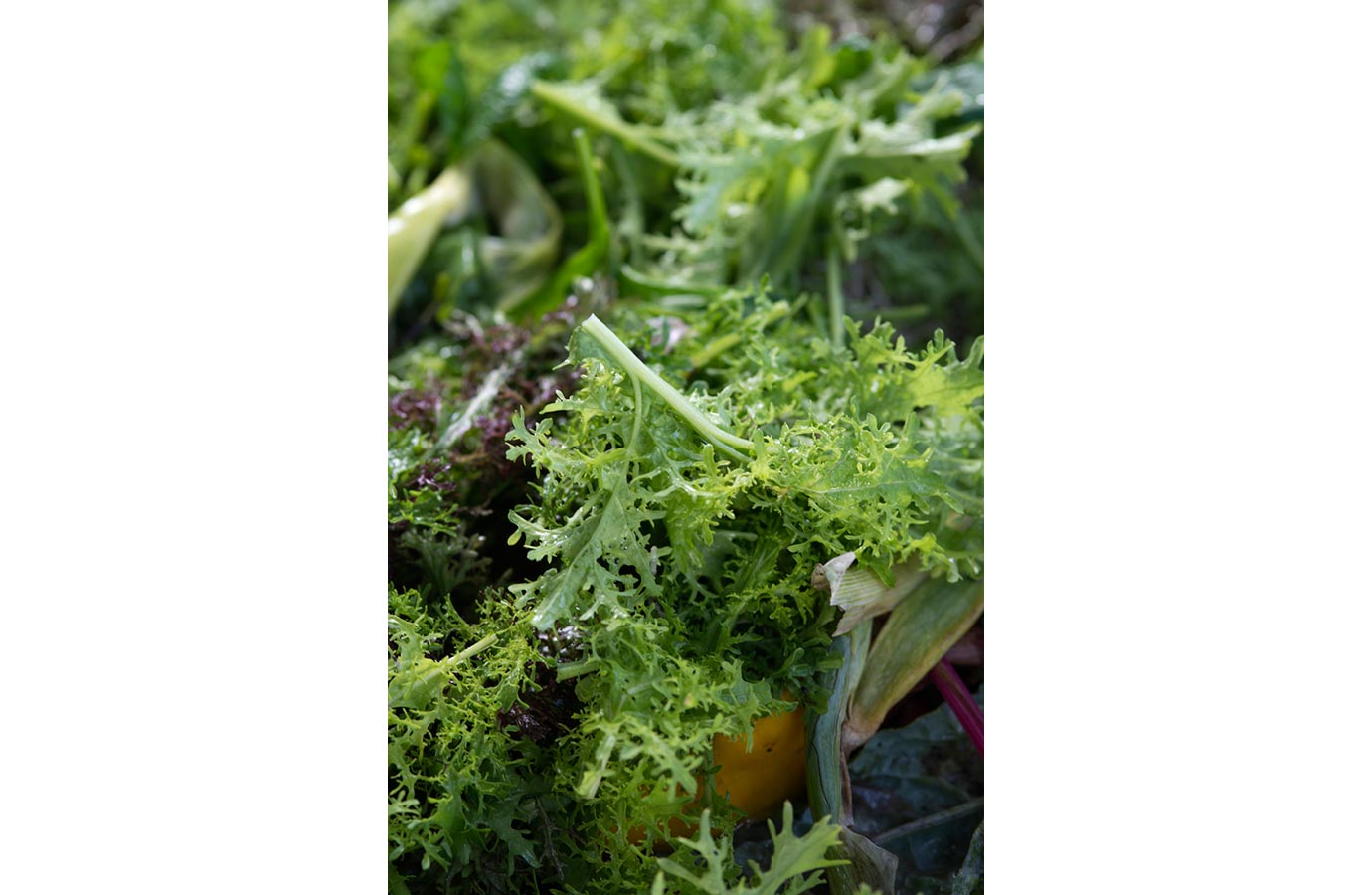 Marigold Hill Organics Produce 3