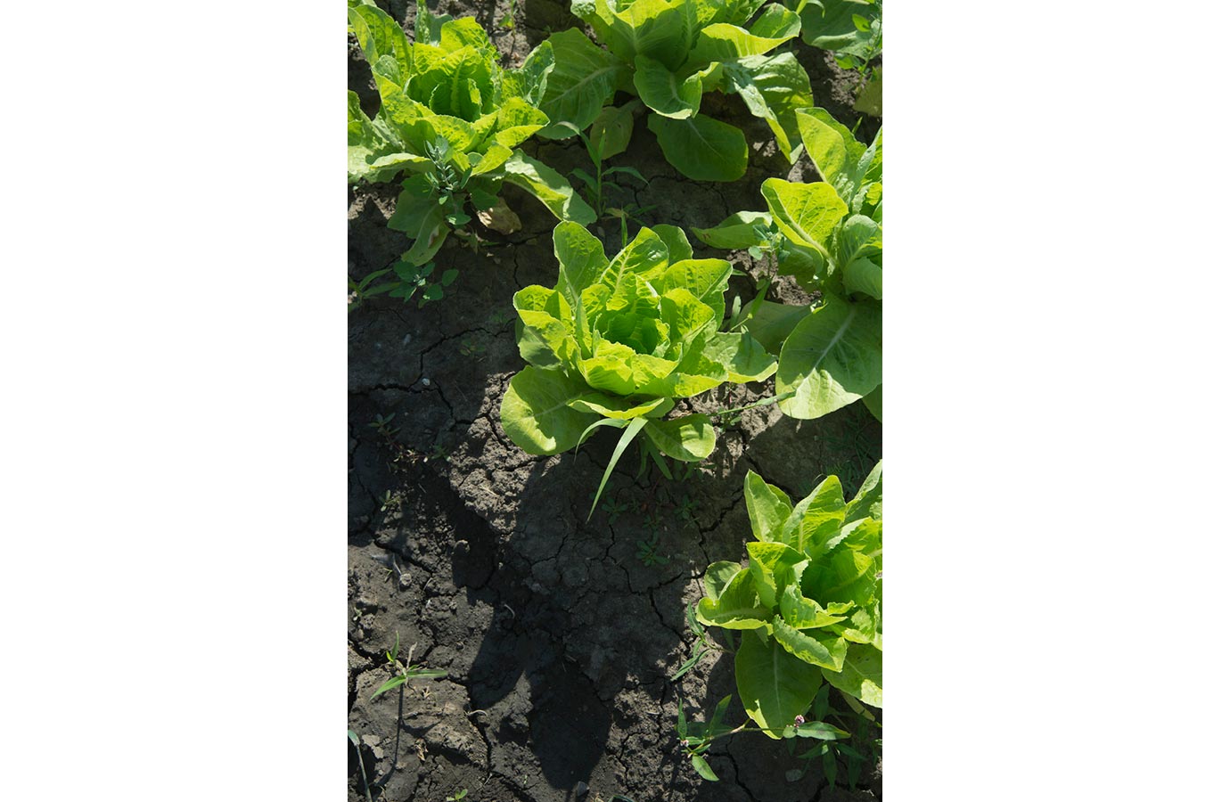 Marigold Hill Organics Produce 6