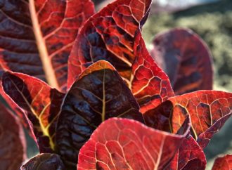 Marigold Hill Organics Red Lettuce