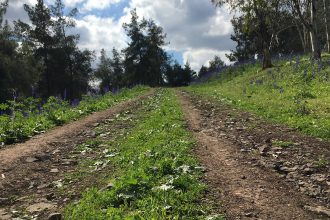 Dirt path with purple flowers on the horizon