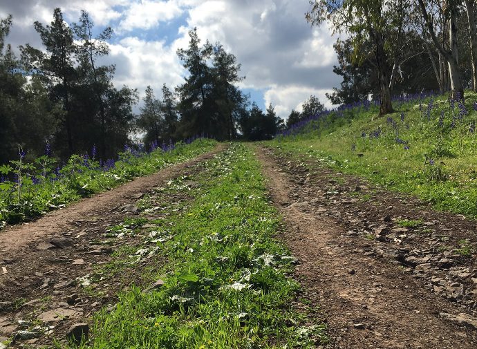 Dirt path with purple flowers on the horizon